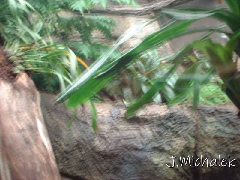 DSCF0690.JPG