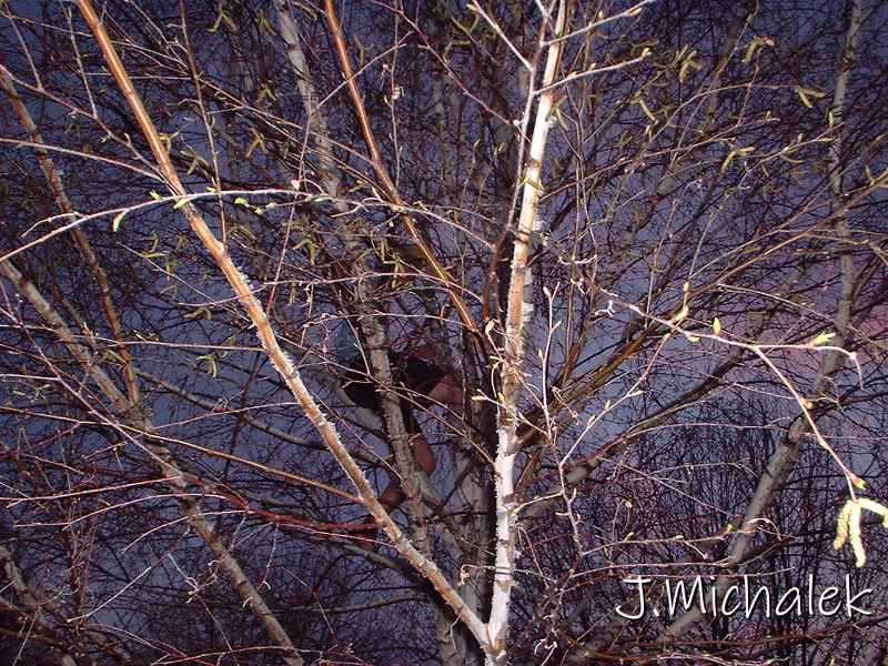 DSCF0043.JPG