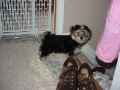 082204_NewPuppy_Toby