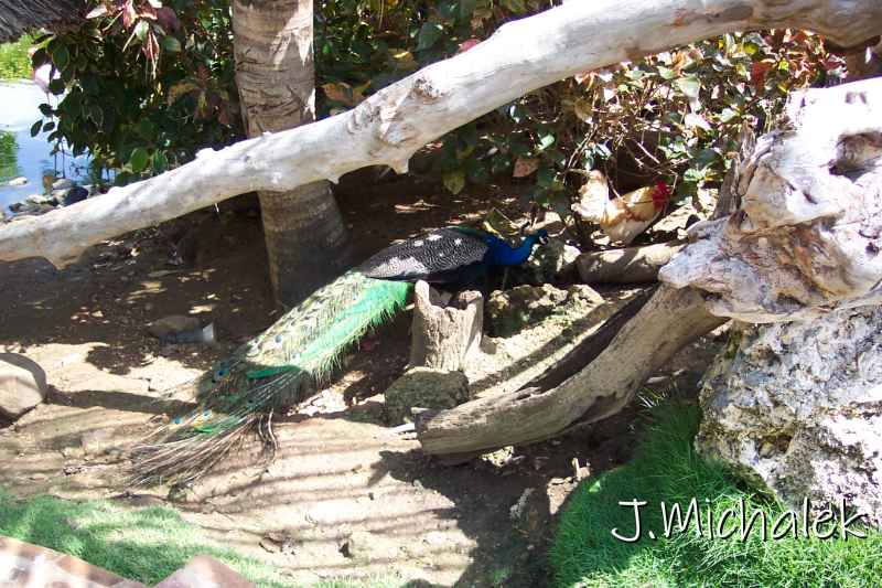 100_2894.JPG