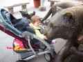2009_0828_ToledoZoo