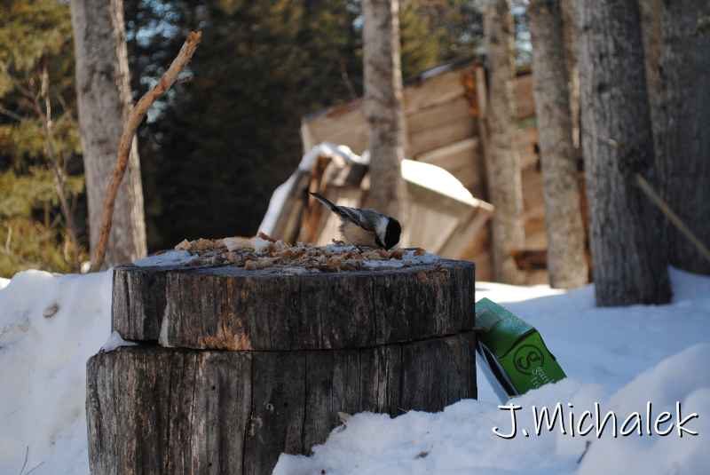 DSC_2168.jpg