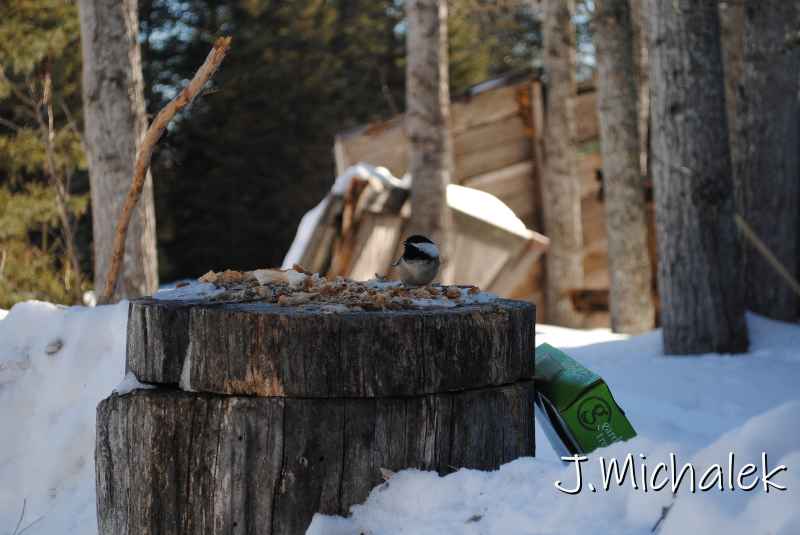 DSC_2169.jpg
