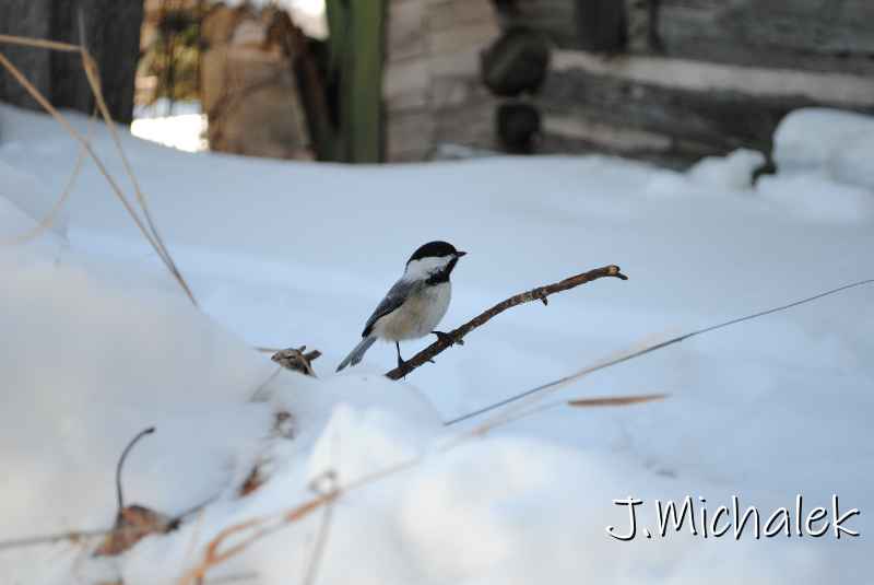 DSC_2180.jpg