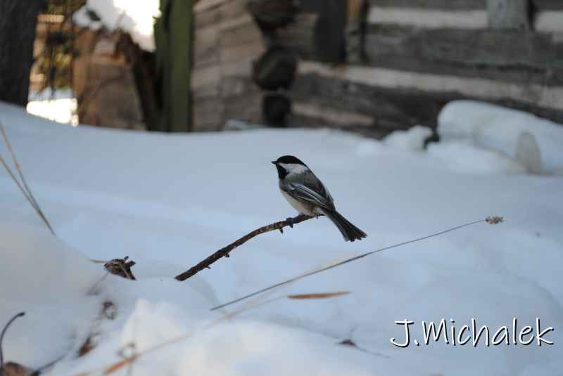 DSC_2185.jpg