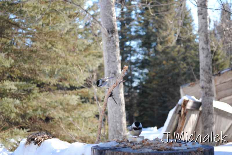 DSC_2195.jpg
