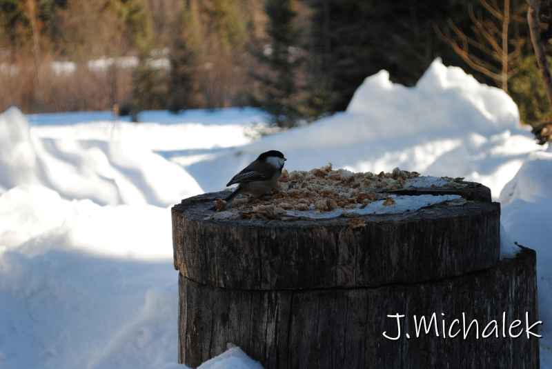 DSC_2217.jpg