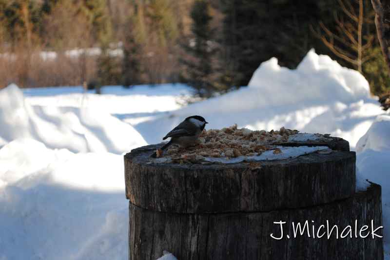 DSC_2218.jpg