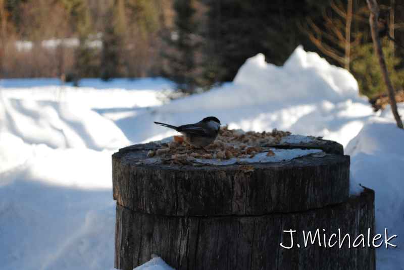 DSC_2223.jpg