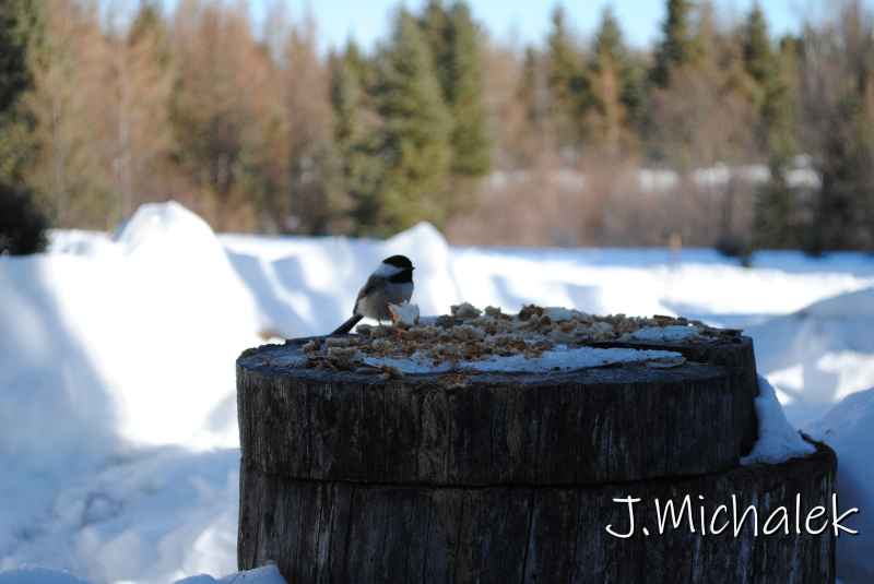 DSC_2230.jpg