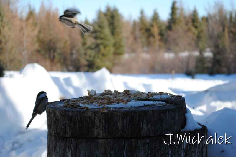 DSC_2235.jpg