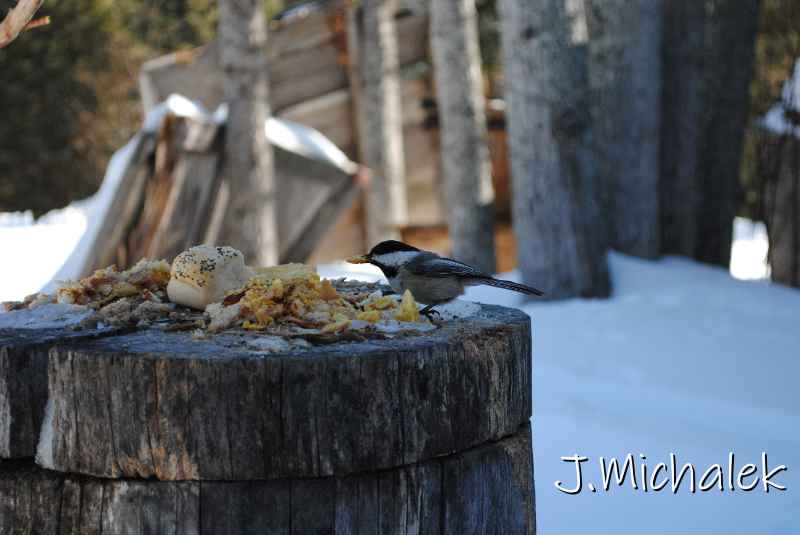 DSC_2277.jpg
