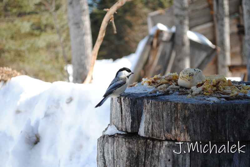 DSC_2278.jpg