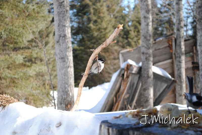DSC_2288.jpg