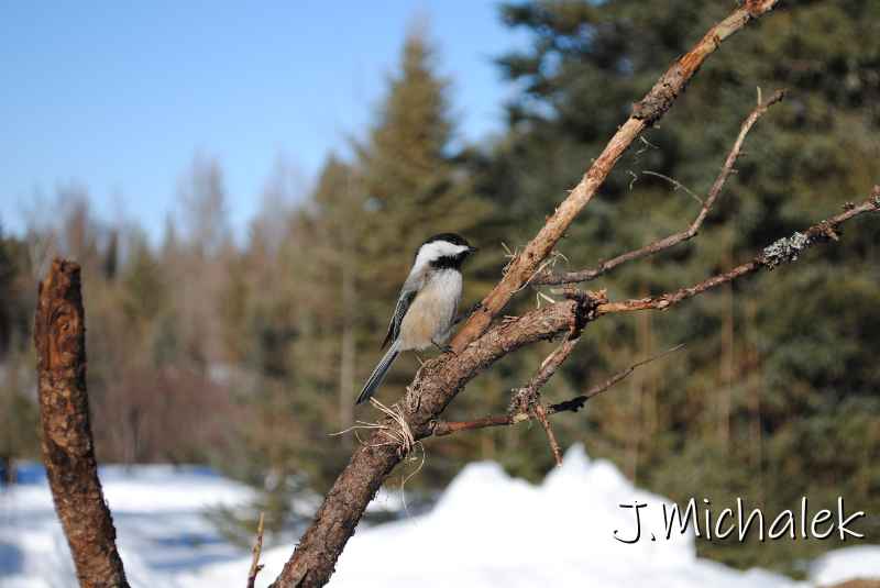 DSC_2351.jpg