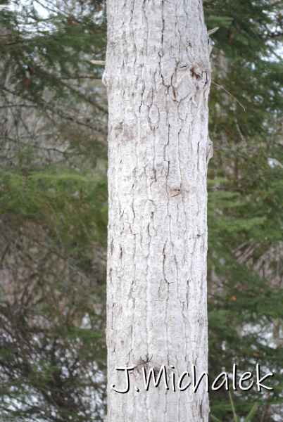 DSC_2407.jpg