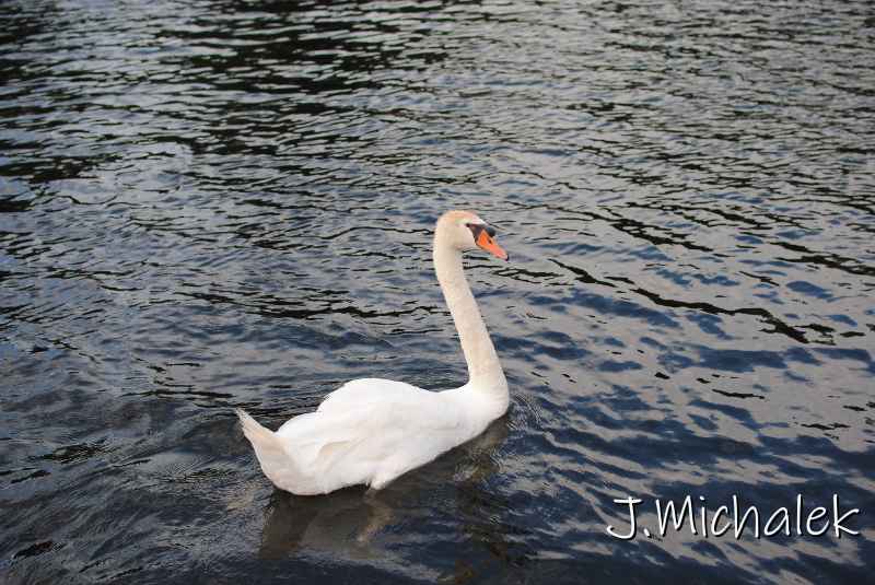 DSC_5652.JPG