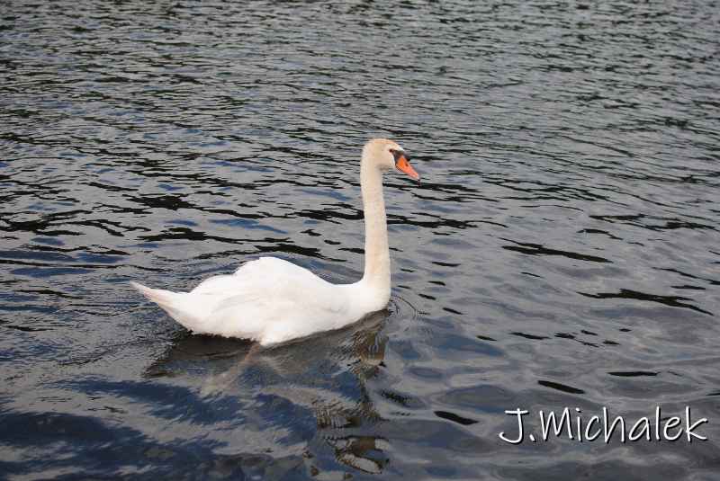 DSC_5655.JPG