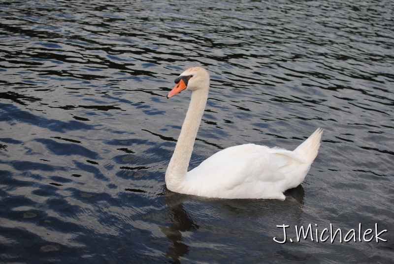 DSC_5658.JPG