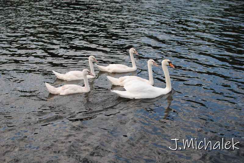 DSC_5662.JPG