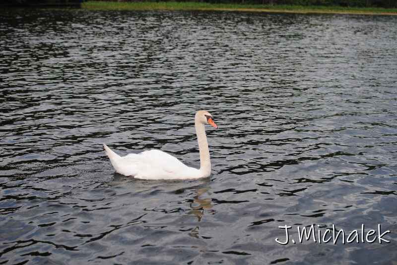 DSC_5663.JPG