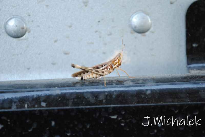DSC_5828.JPG