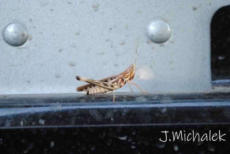DSC_5829.JPG