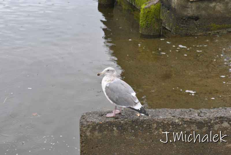 DSC_7703.JPG
