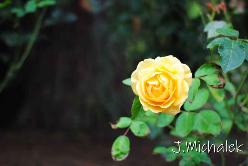 DSC_7942.JPG