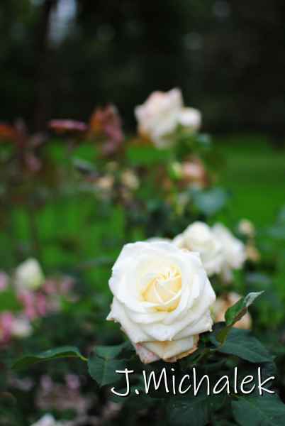 DSC_7949.JPG