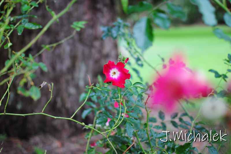 DSC_7953.JPG