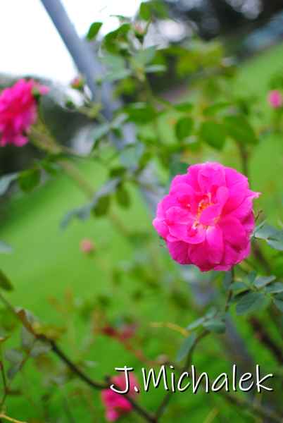 DSC_7954.JPG