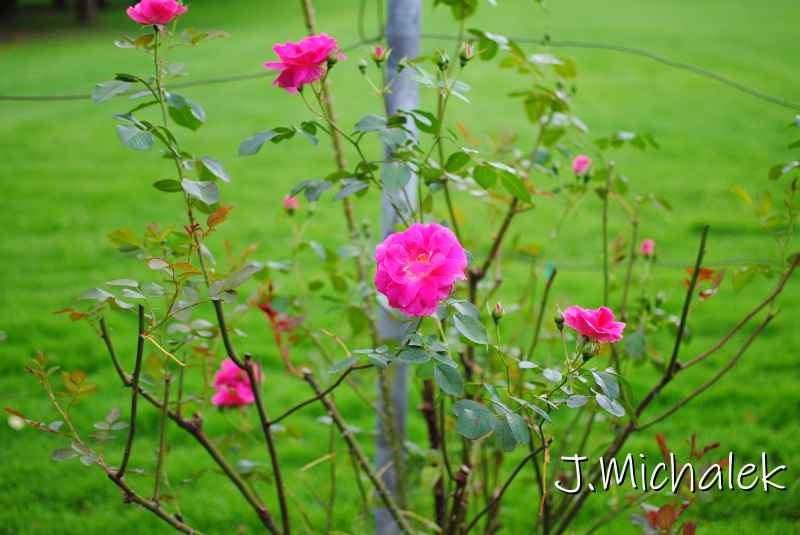 DSC_7959.JPG