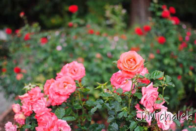 DSC_7965.JPG
