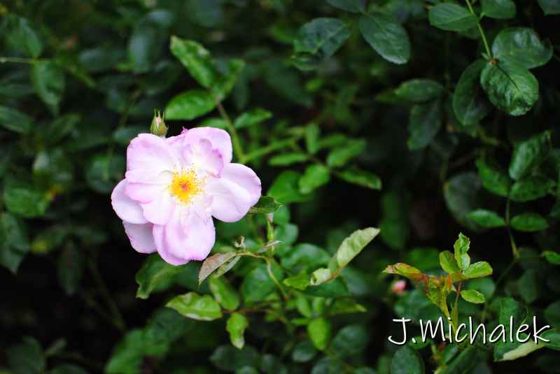 DSC_7968.JPG