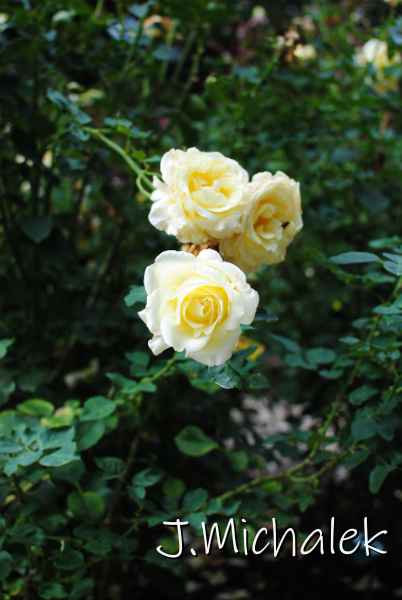 DSC_7975.JPG