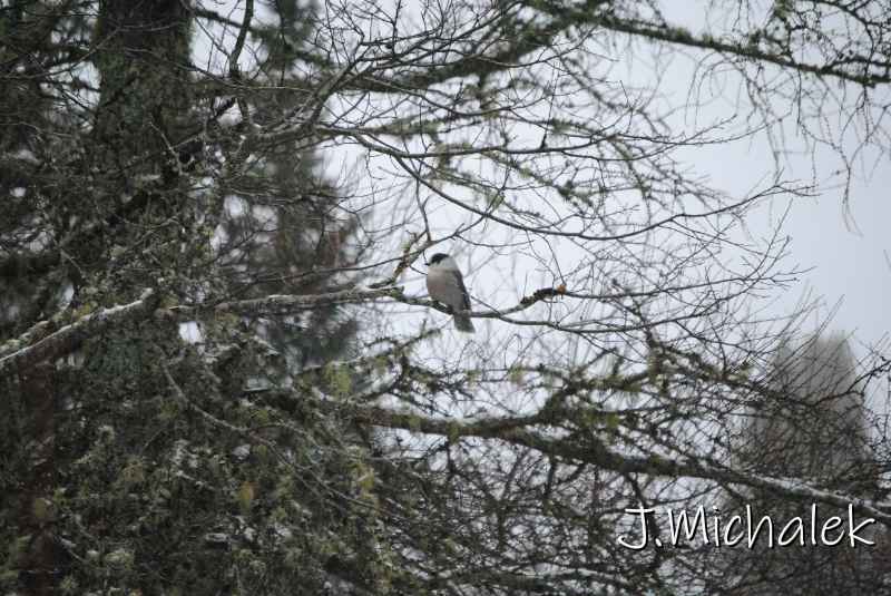 DSC_8736.JPG