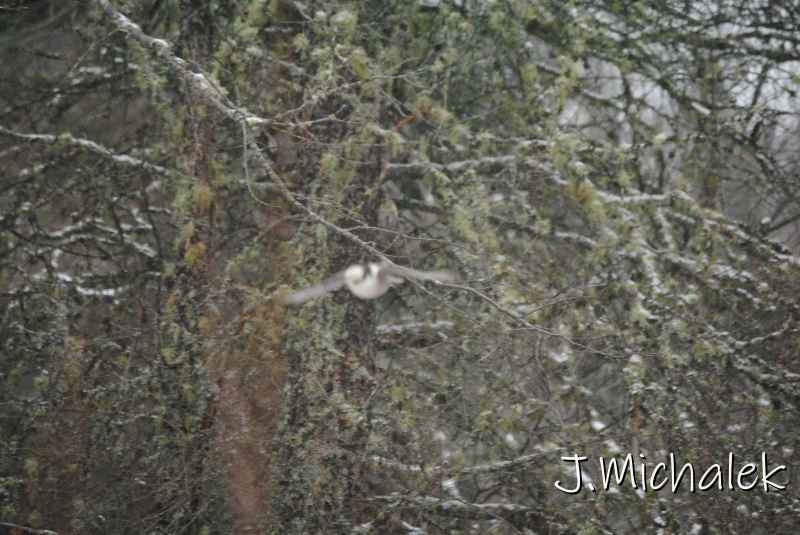 DSC_8737.JPG