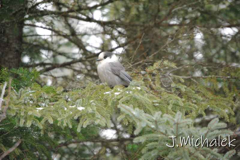 DSC_8741.JPG