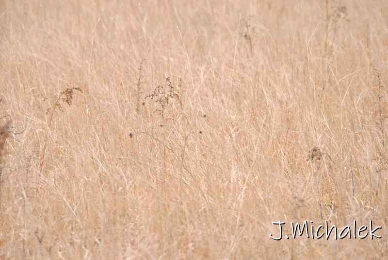 DSC_8750.JPG