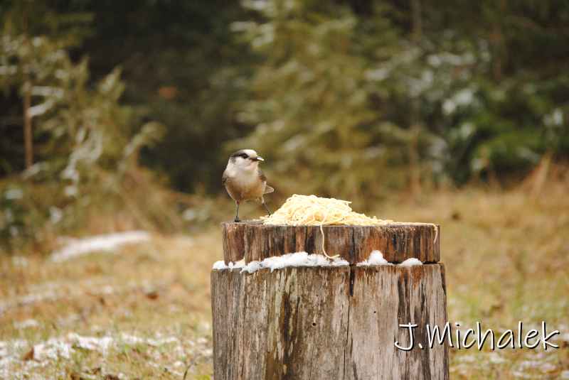 DSC_8764.JPG