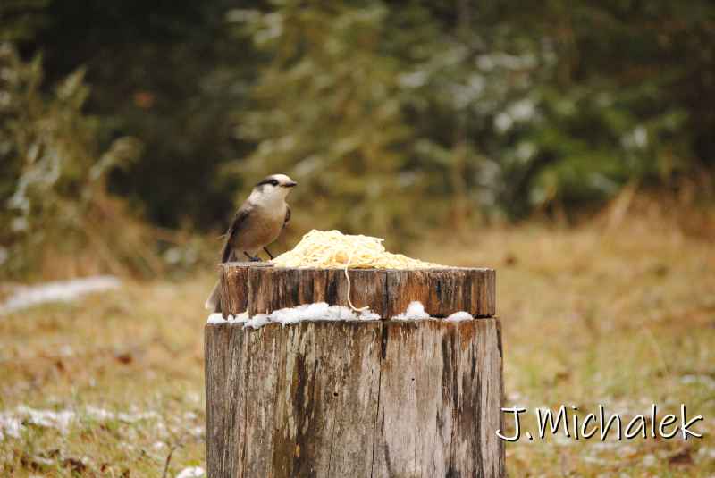 DSC_8772.JPG