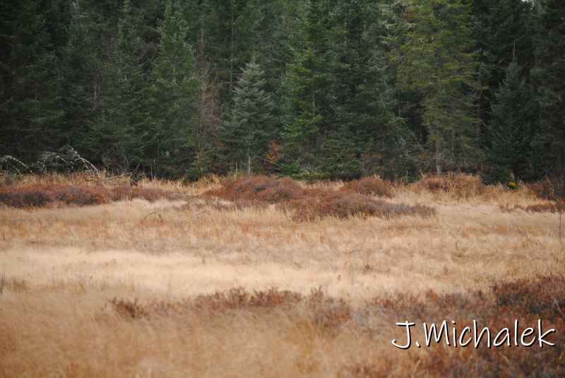 DSC_8796.JPG