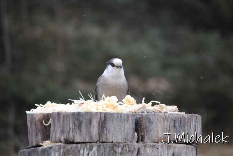 DSC_8961.JPG
