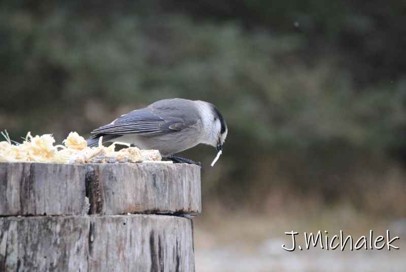 DSC_8971.JPG