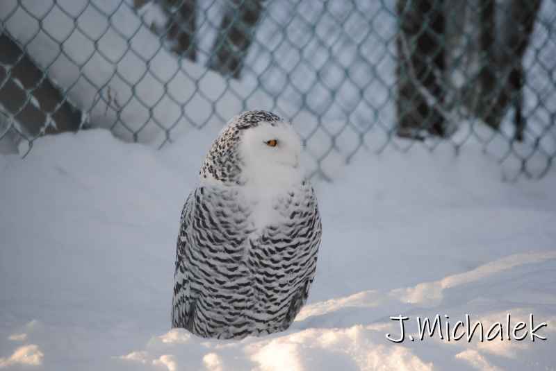 DSC_9579.JPG
