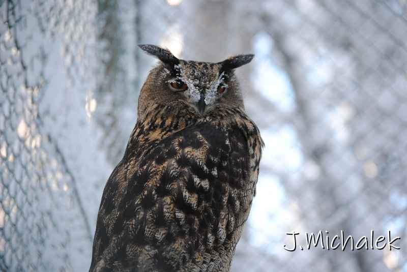 DSC_9620.JPG