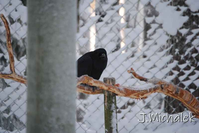 DSC_9623.JPG