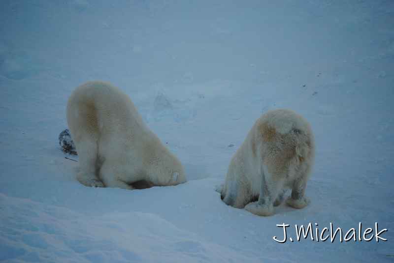 DSC_9643.JPG