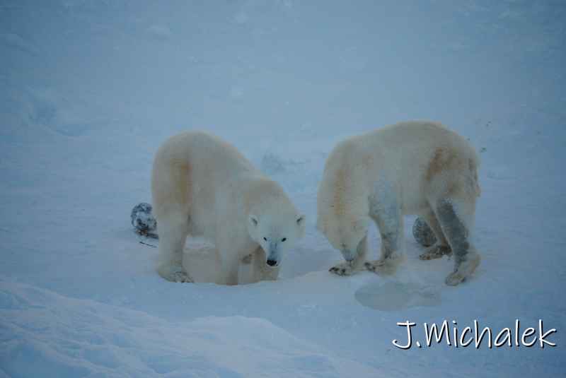 DSC_9646.JPG
